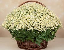 Цветочная композиция из Ромашки в корзине #REPLACE_PRED# Октябрьском Республики Северная Осетия-Алания